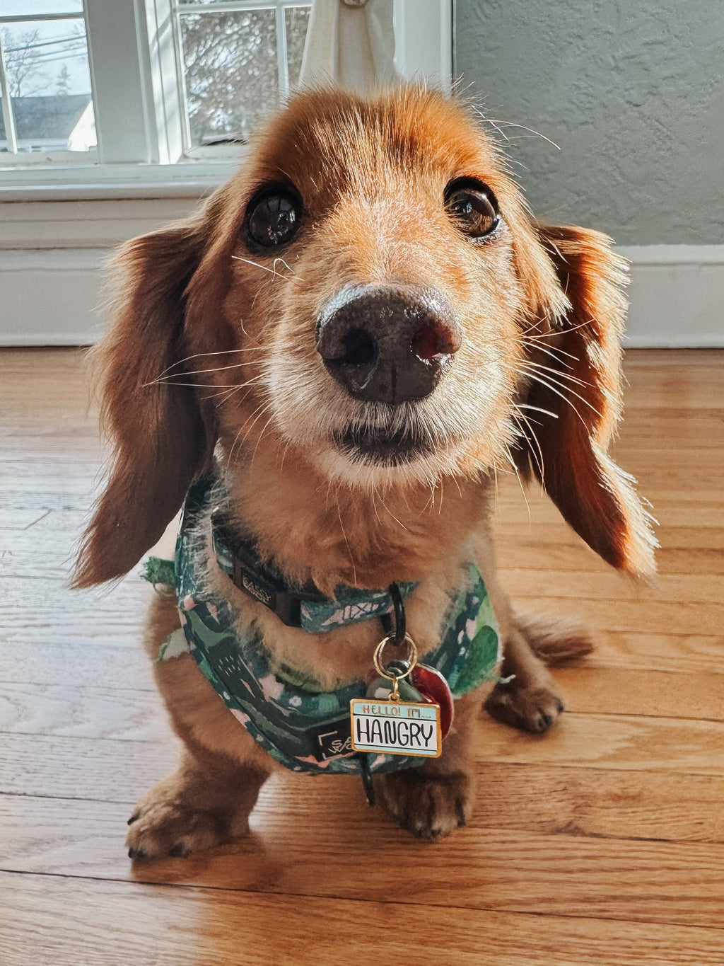 Collar Tag - Hello I'm Hangry