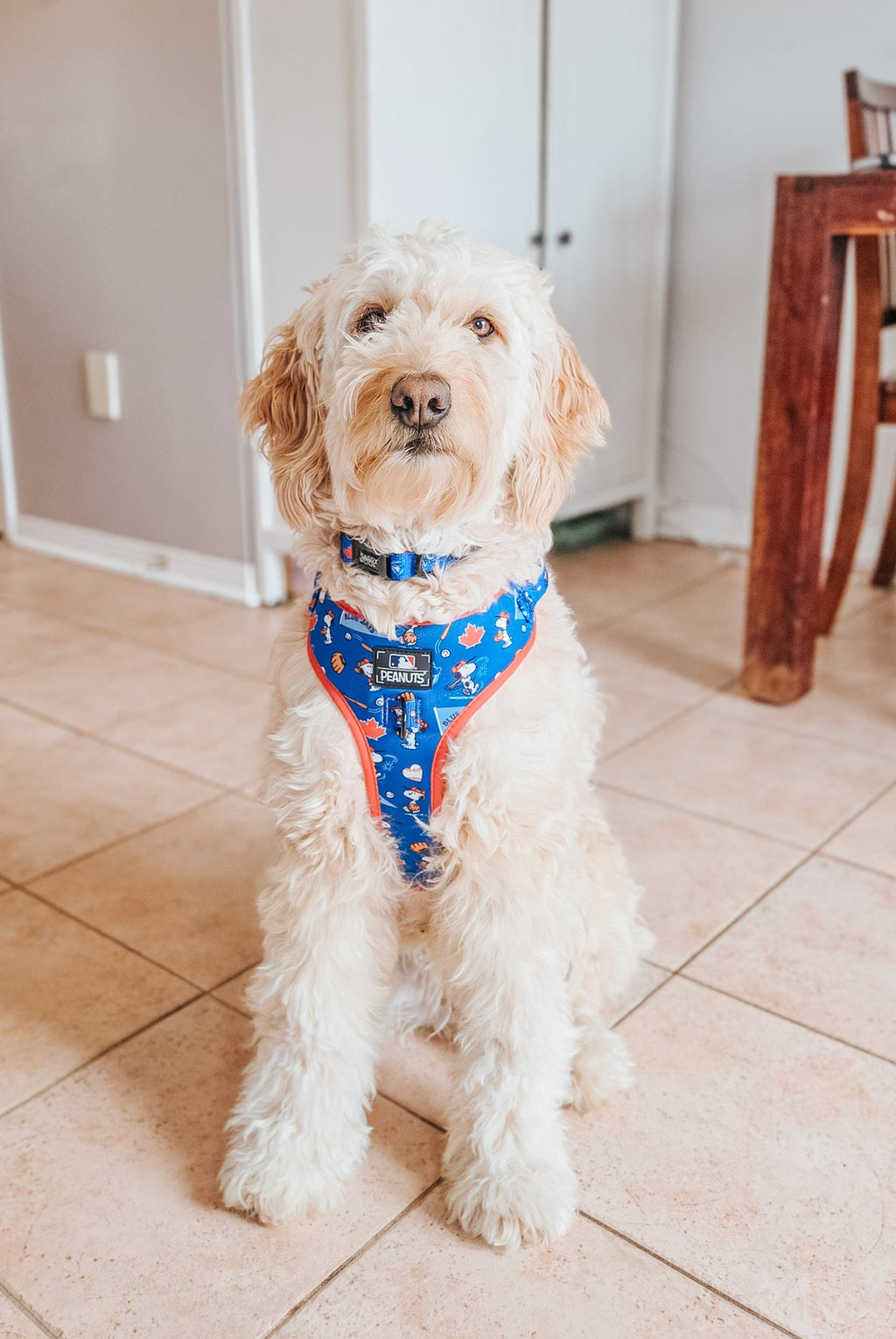 Dog Adjustable Harness - MLB™ x Peanuts™ Toronto Blue Jays™
