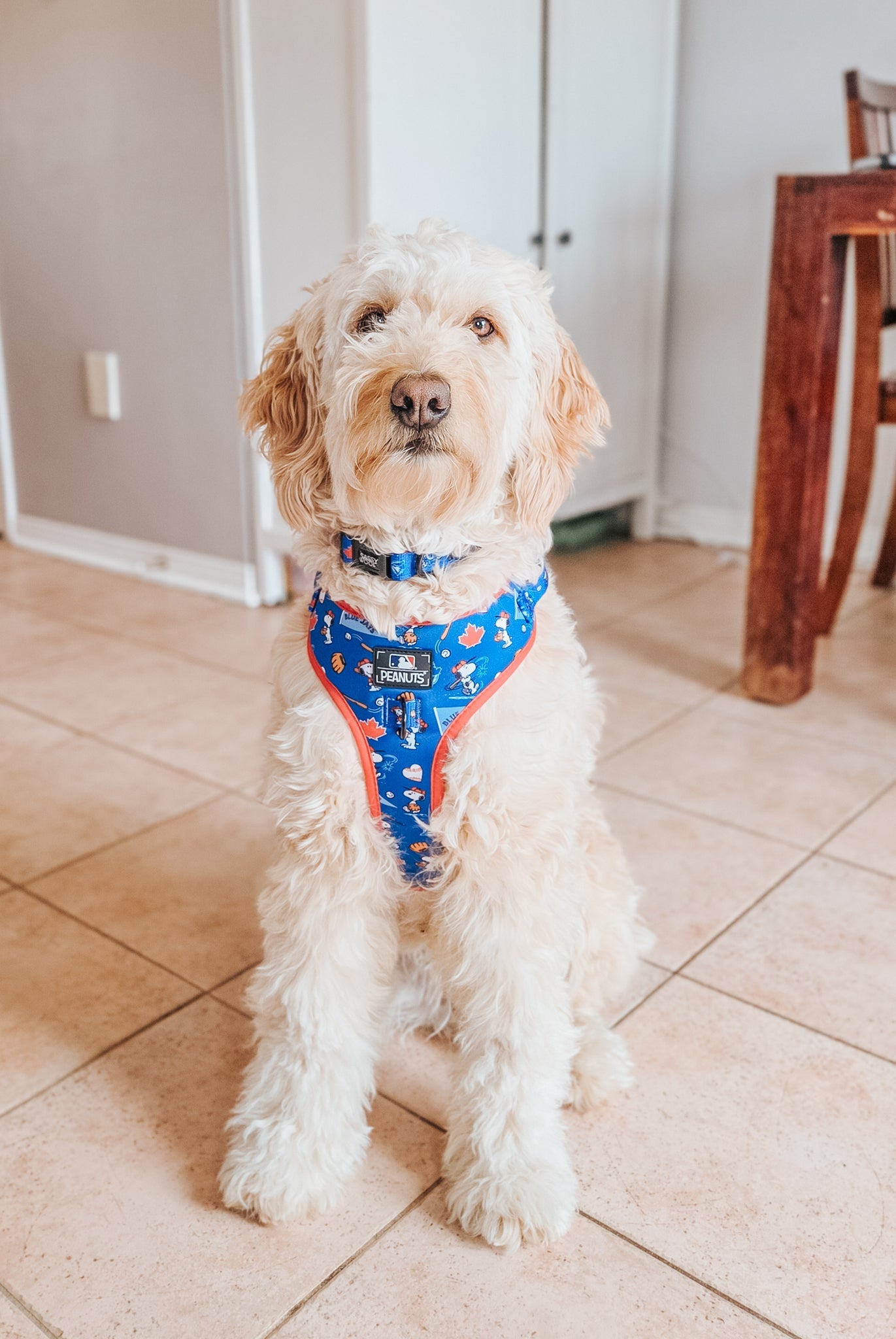 Dog Adjustable Harness - MLB™ x Peanuts™ Toronto Blue Jays™