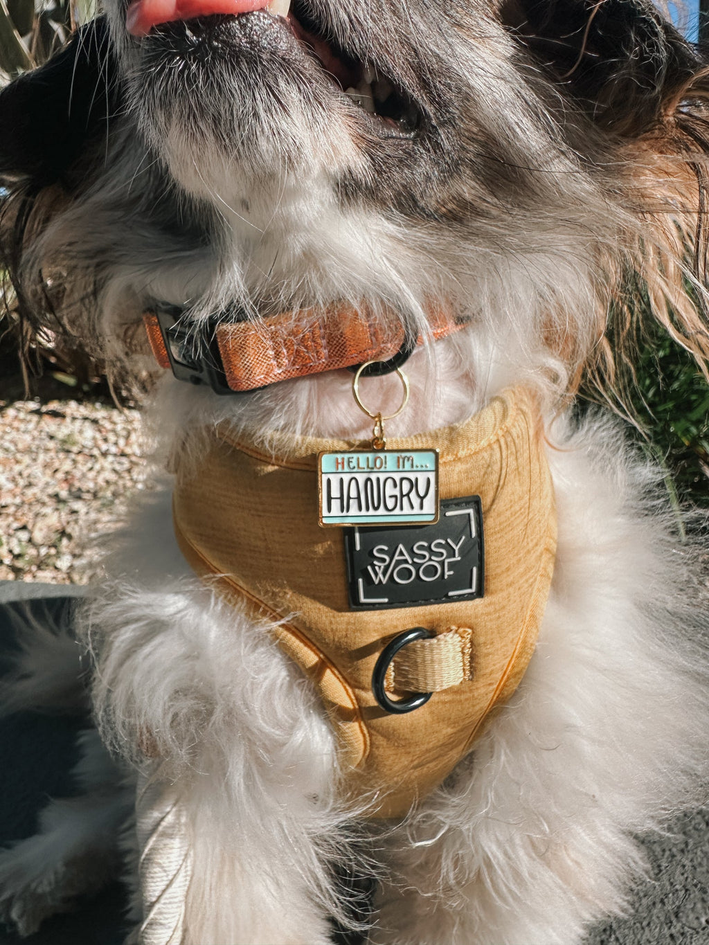 Collar Tag - Hello I'm Hangry