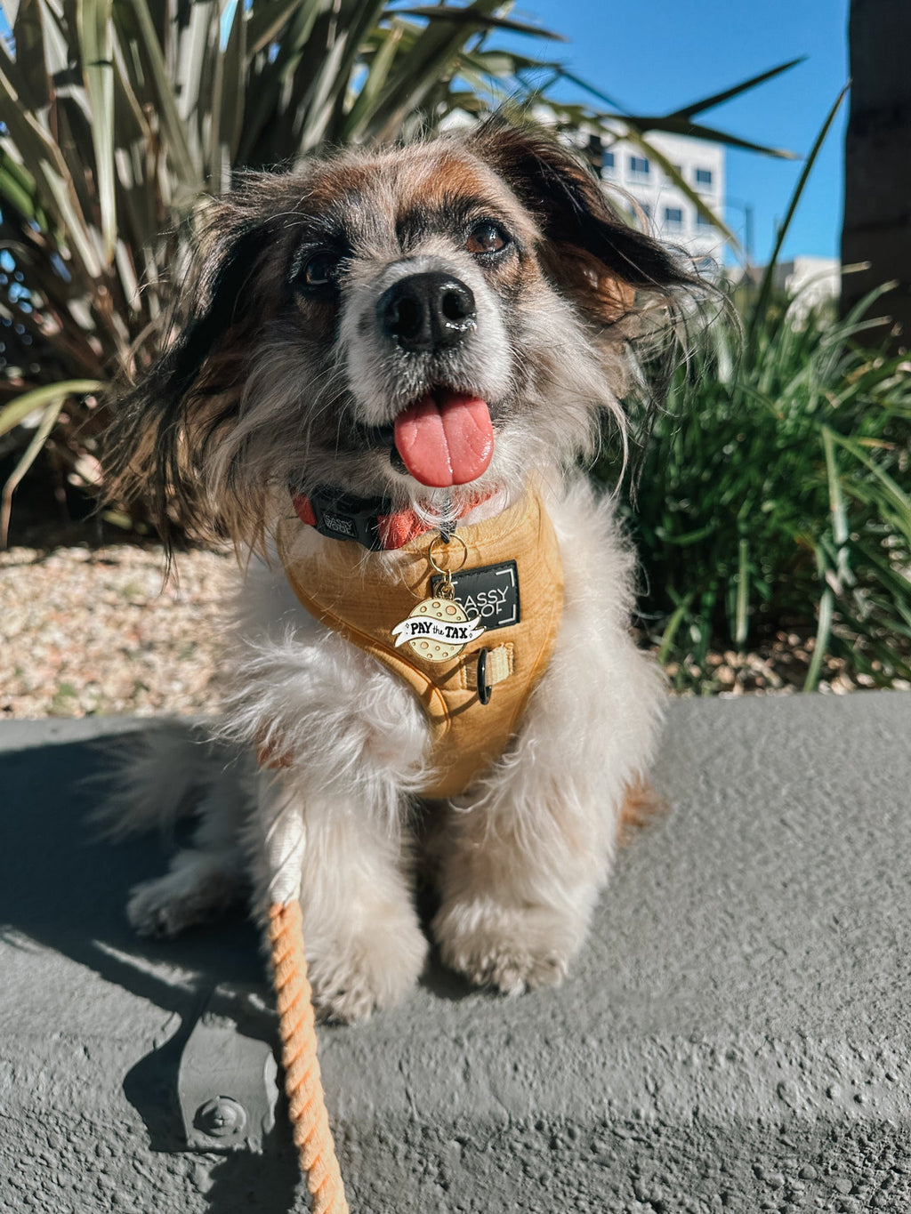 Collar Tag - Cheese Tax