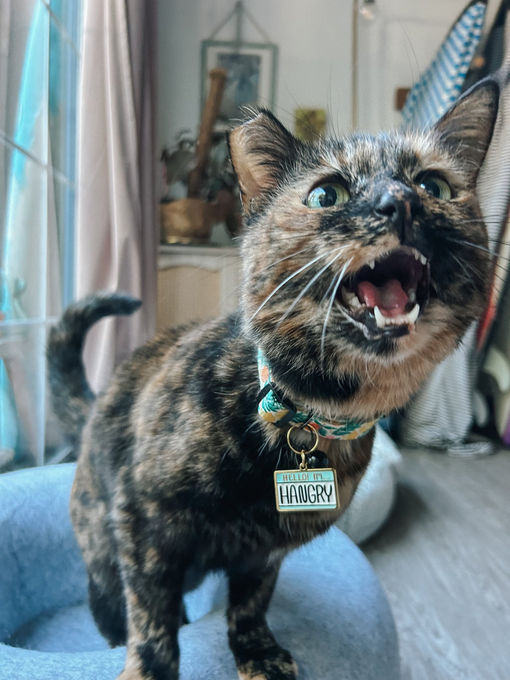 Collar Tag - Hello I'm Hangry