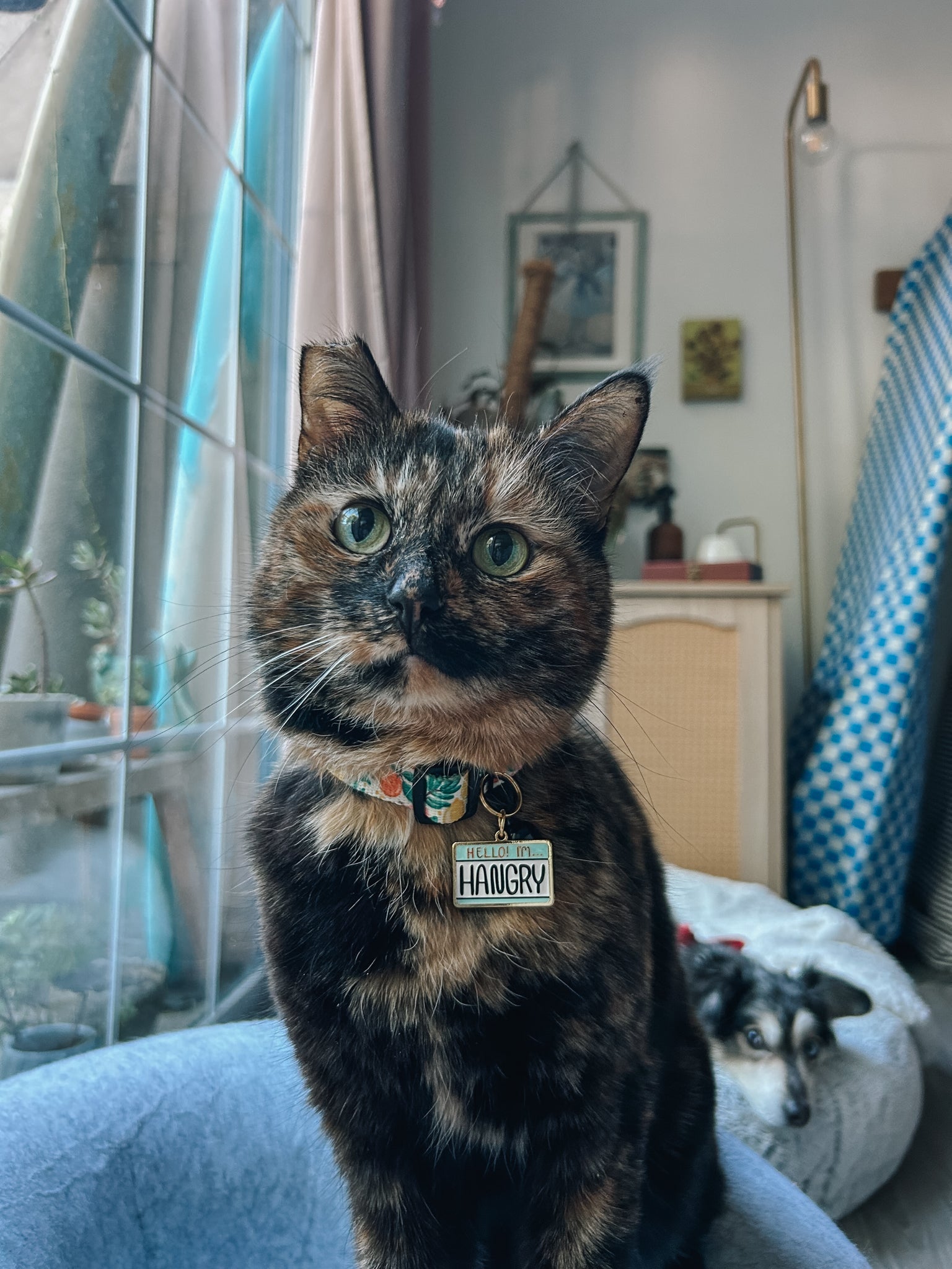 Collar Tag - Hello I'm Hangry