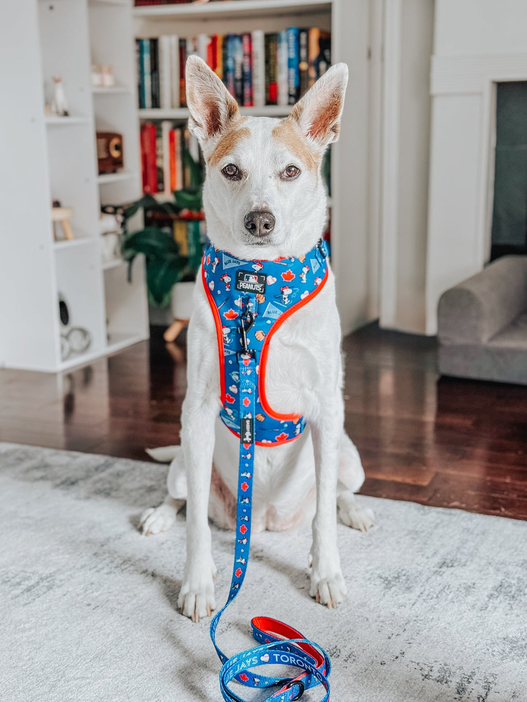 Dog Adjustable Harness - MLB™ x Peanuts™ Toronto Blue Jays™