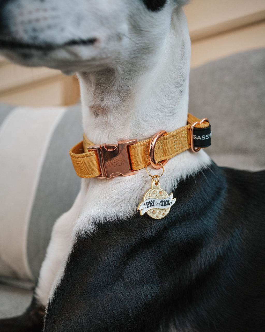 Collar Tag - Cheese Tax