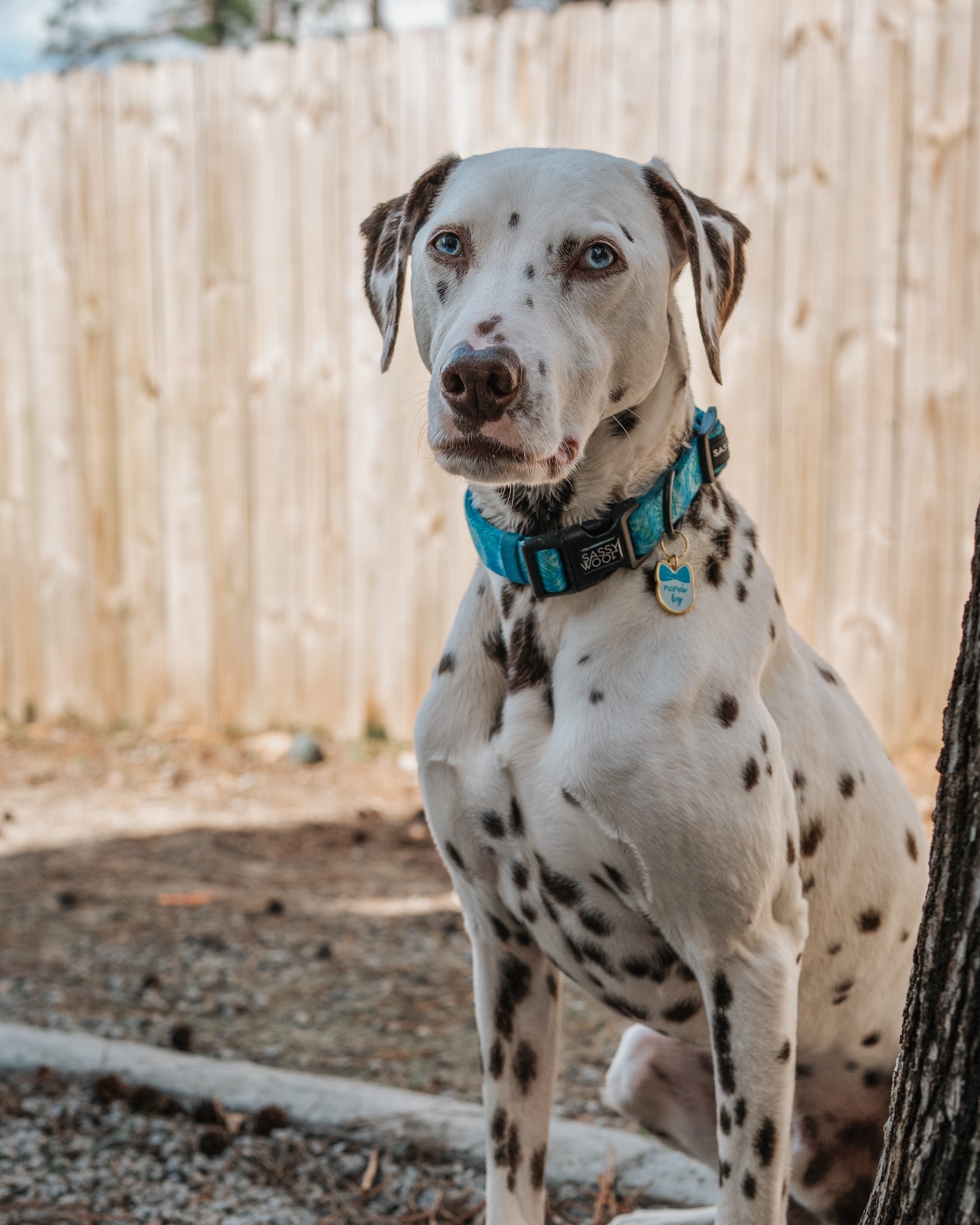 Collar Tag - Mama's Boy