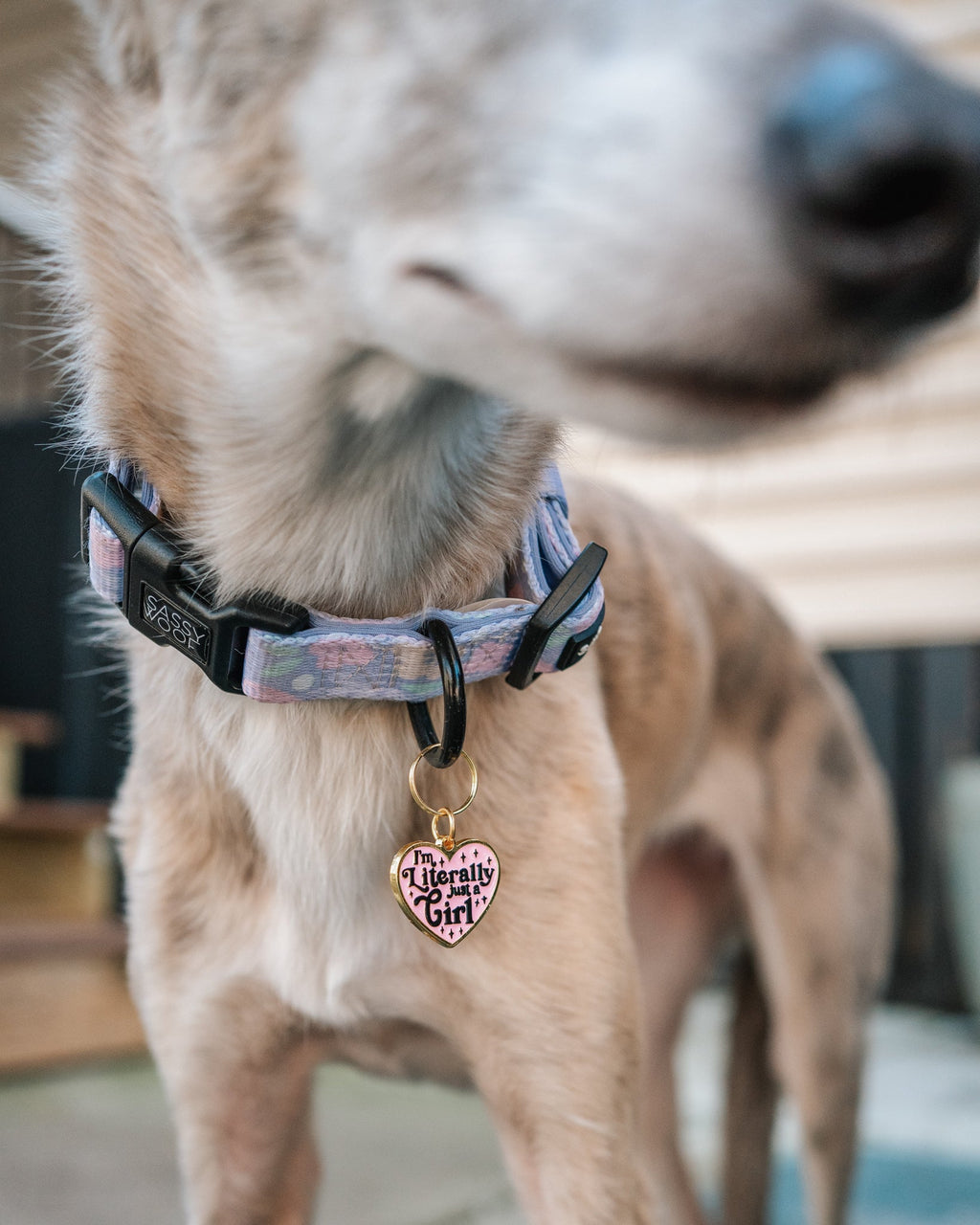 Collar Tag - Just a Girl